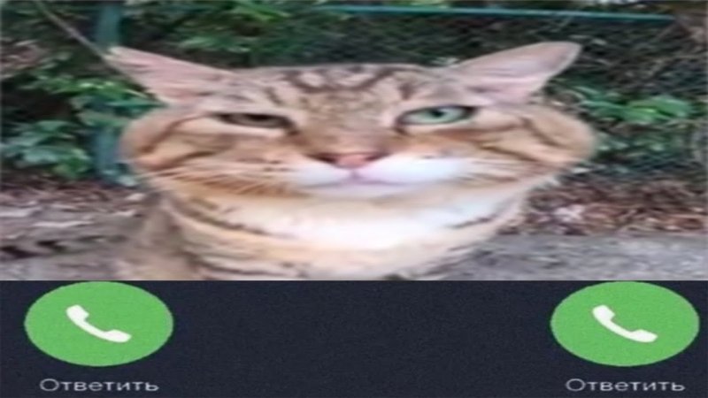 Кот носок Мем