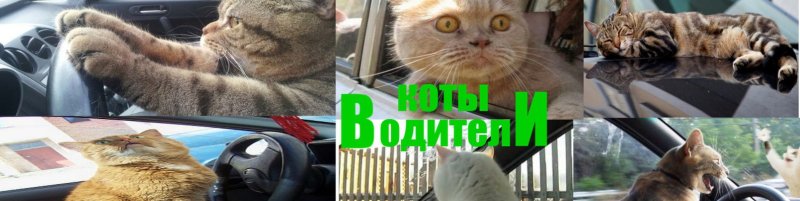 Котик водитель