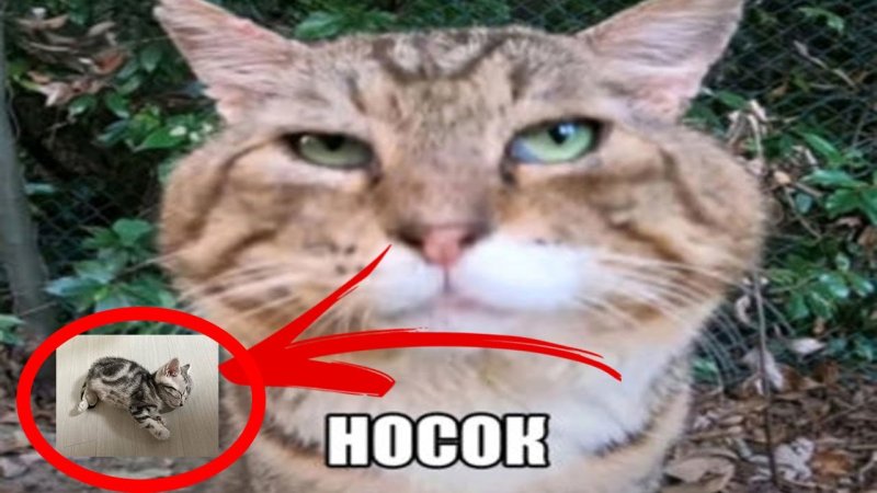 Носочек кот Мем