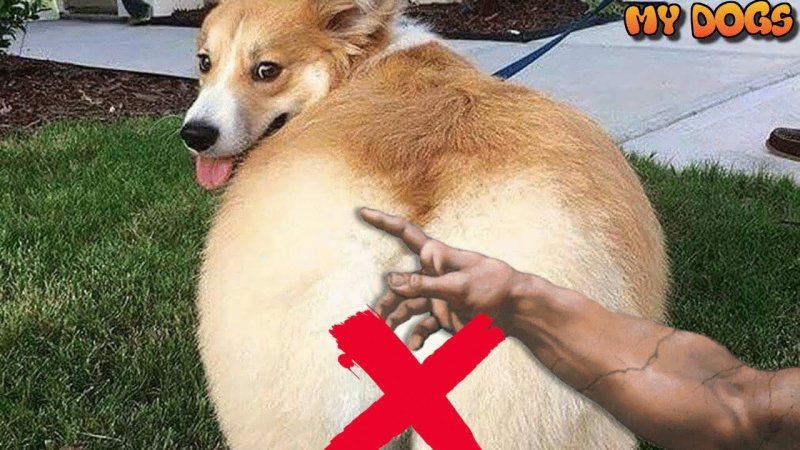 Корги пастушья