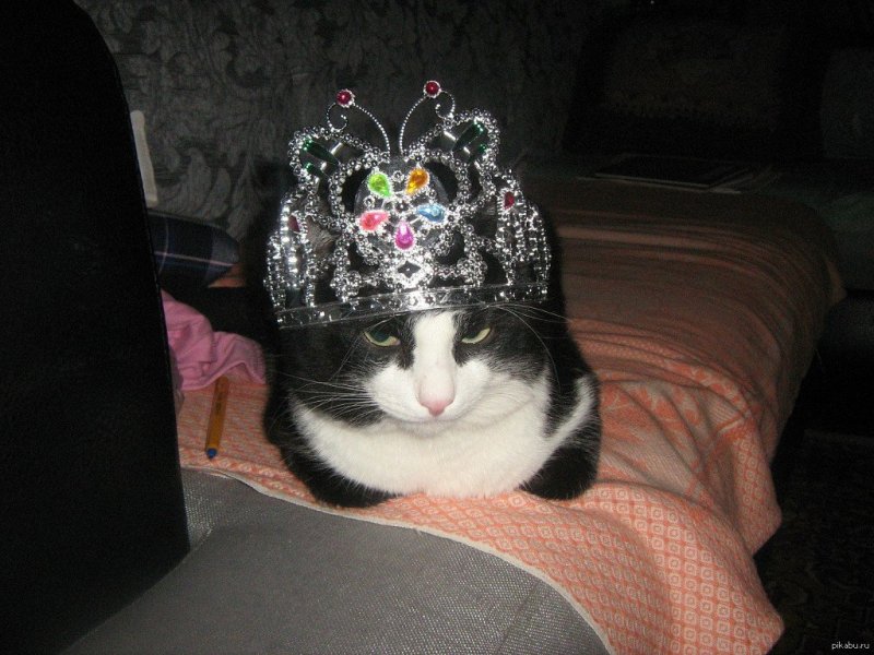 Кошка в короне