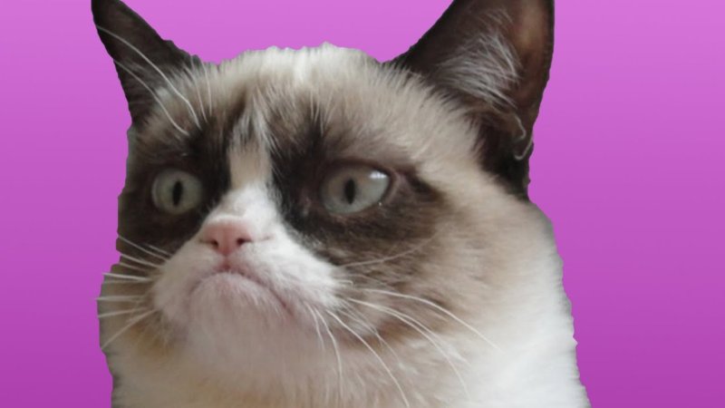 Кошка закатила глаза