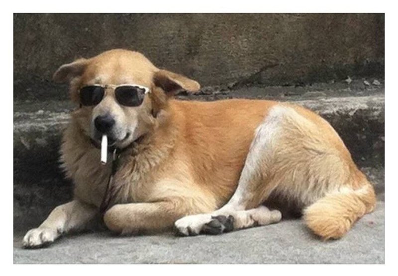 Хороший мальчик пес