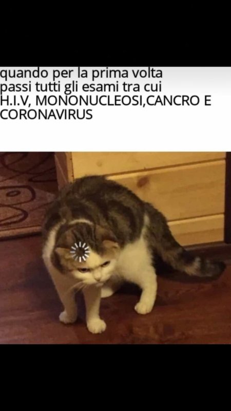 Кот загрузка Мем