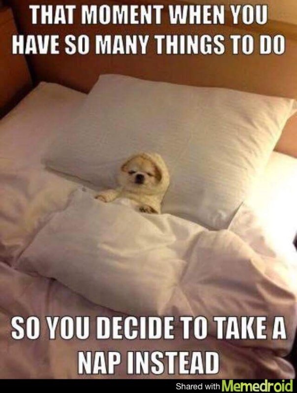 Собачка в кроватке Мем