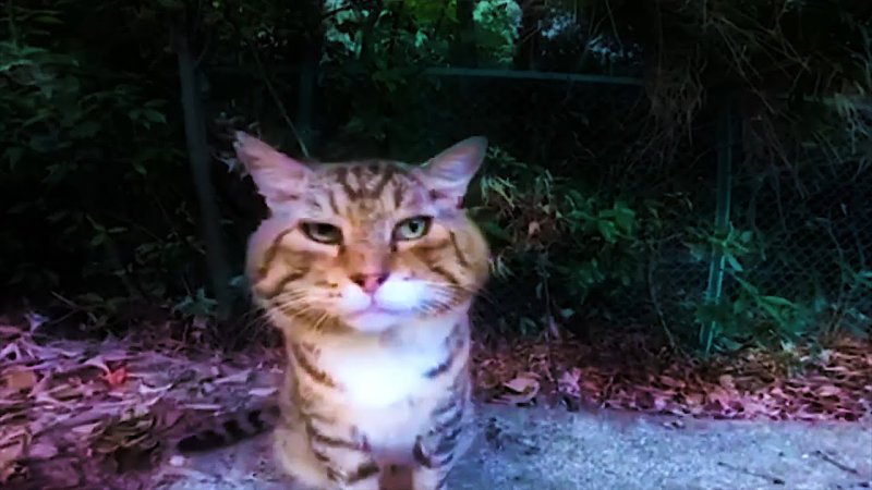 Кот из тктока