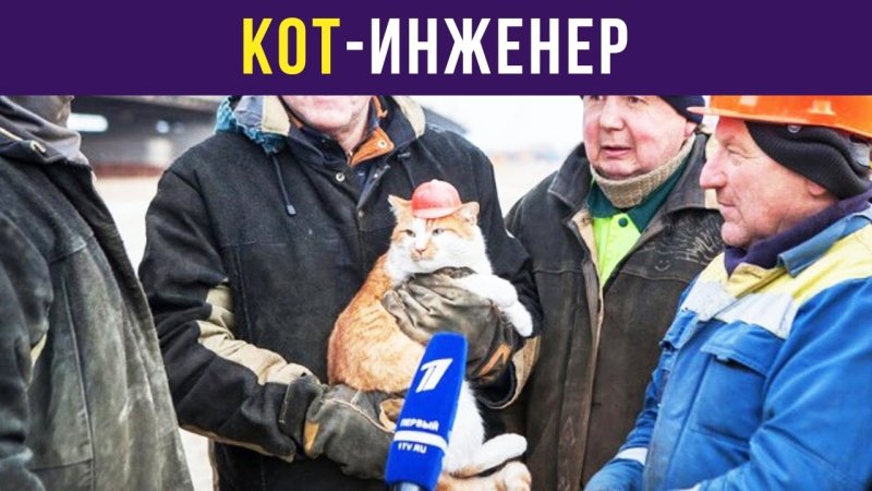 Кот инженер Мем
