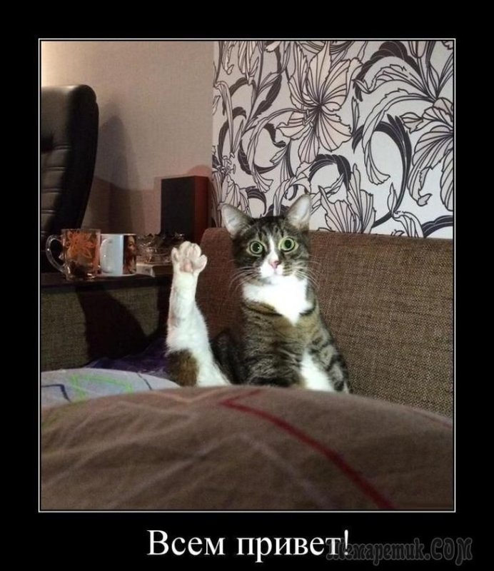 Кот привет