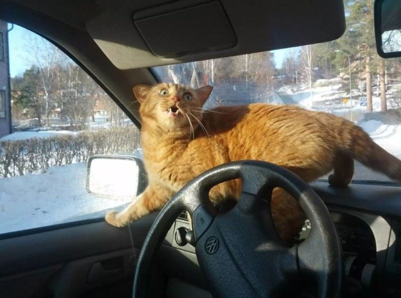 Котик в машине