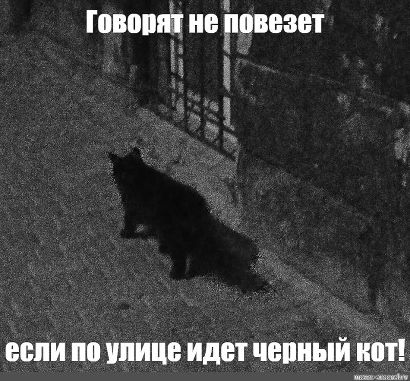 Черный кот идет по улице