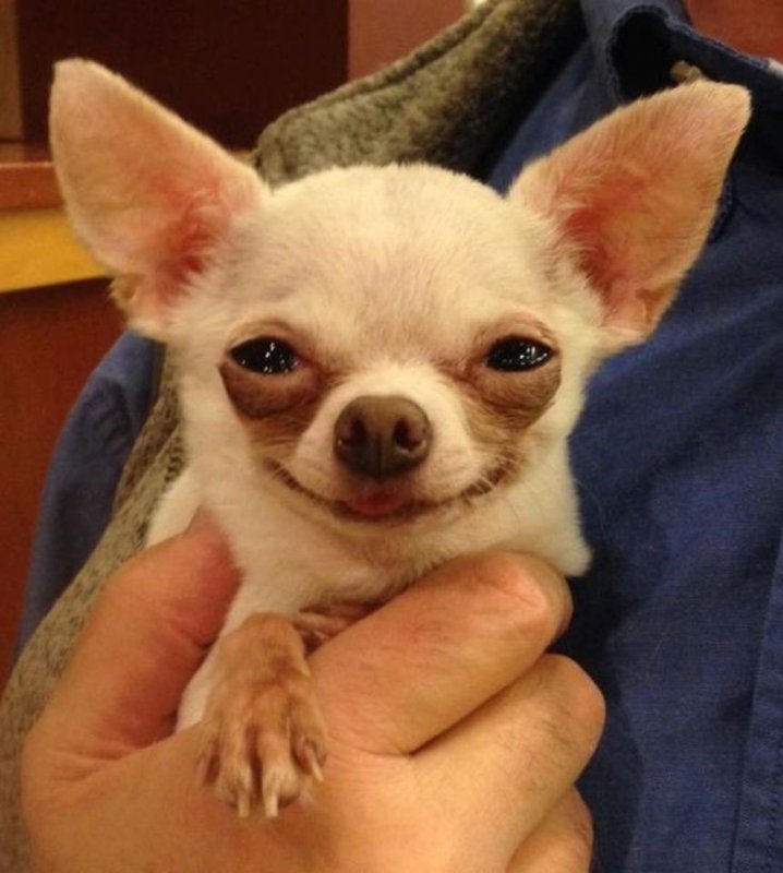 Чихуахуа Мерле