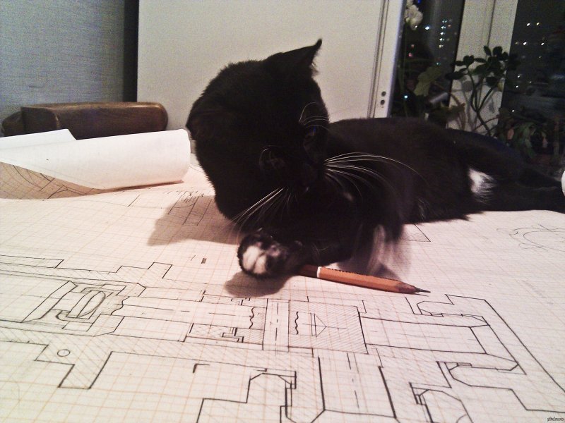 Кошка инженер