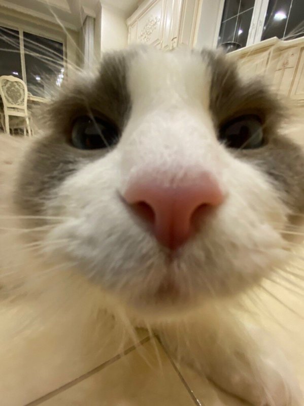 Упоротый котик