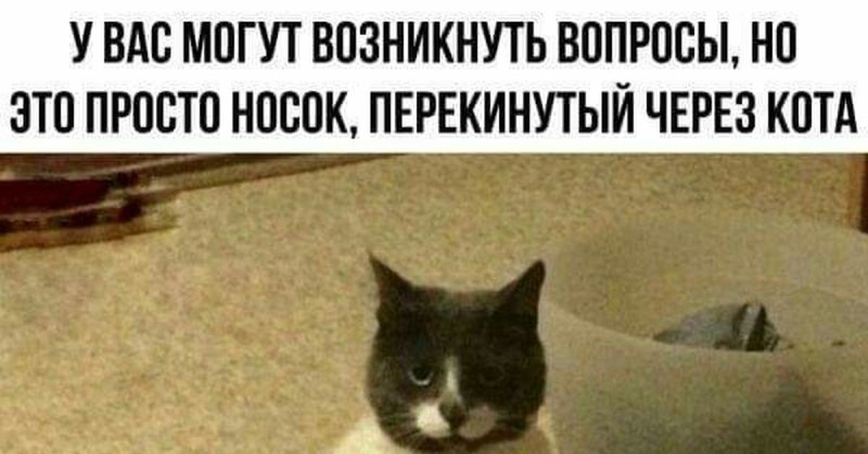 Кот носок мемы