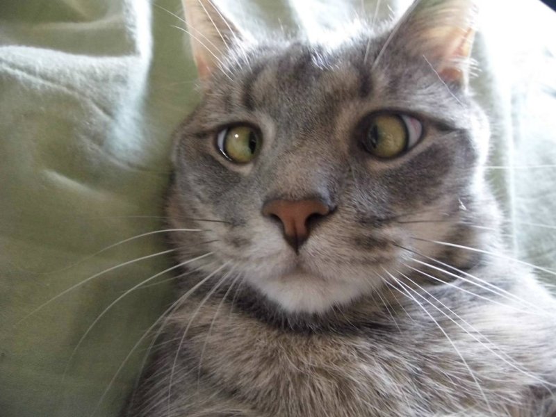 Кошка с косыми глазами