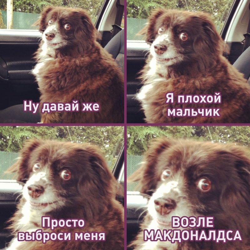 Плохой мальчик пес