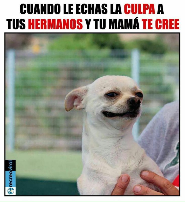 Чихуахуа ухмыляется