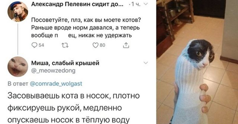 Кот в носке Мем