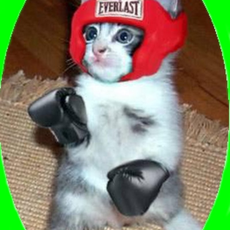 Кот боксер