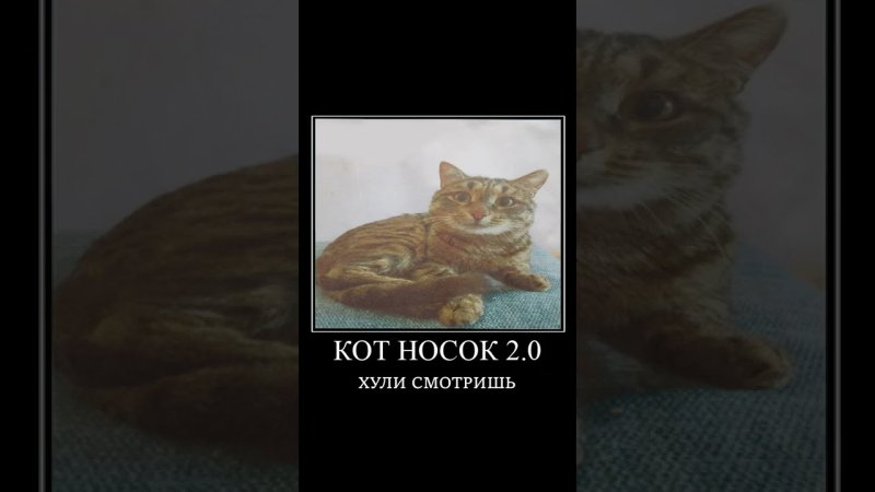 Кот носок Мем из тик