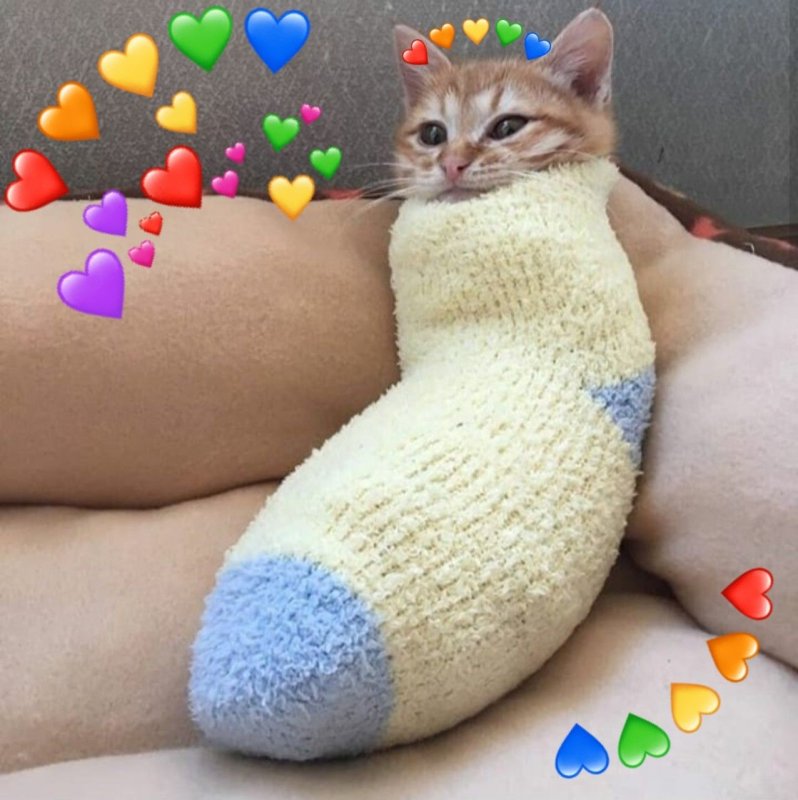 Котята в носках