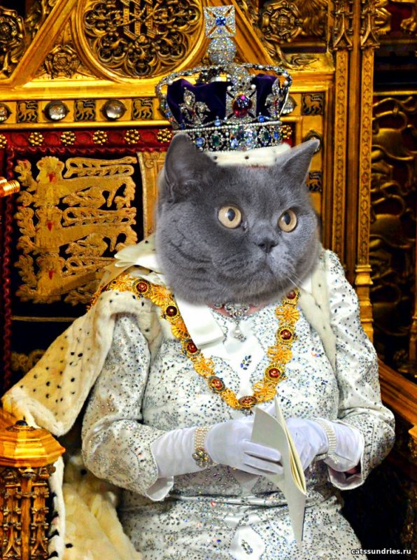 Королевский кот