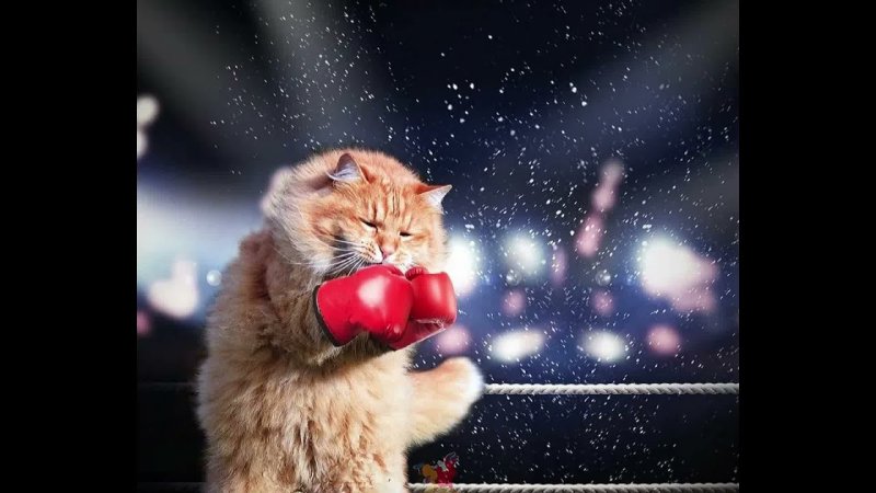 Котенок в боксерских перчатках