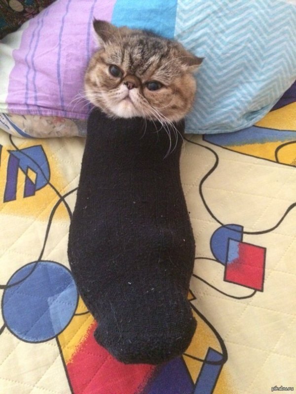 Котик в носочках