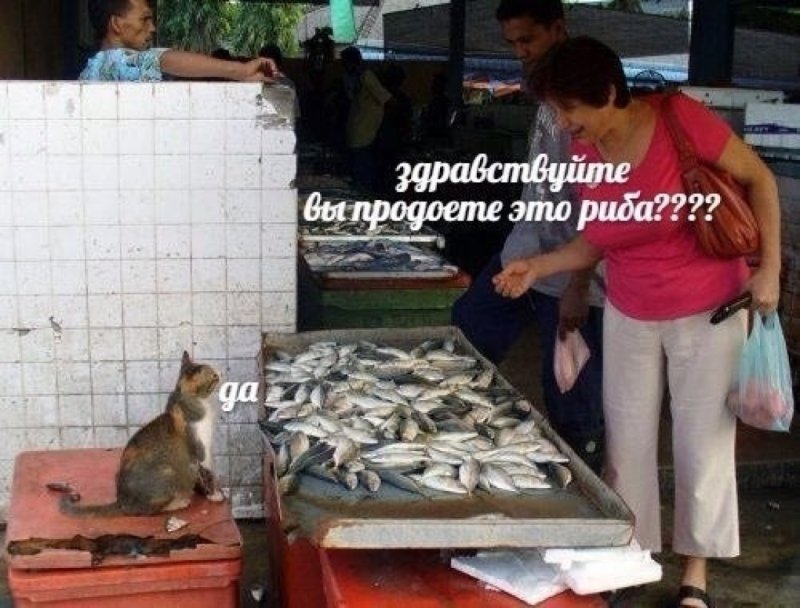 Коты вы рыбу продаете