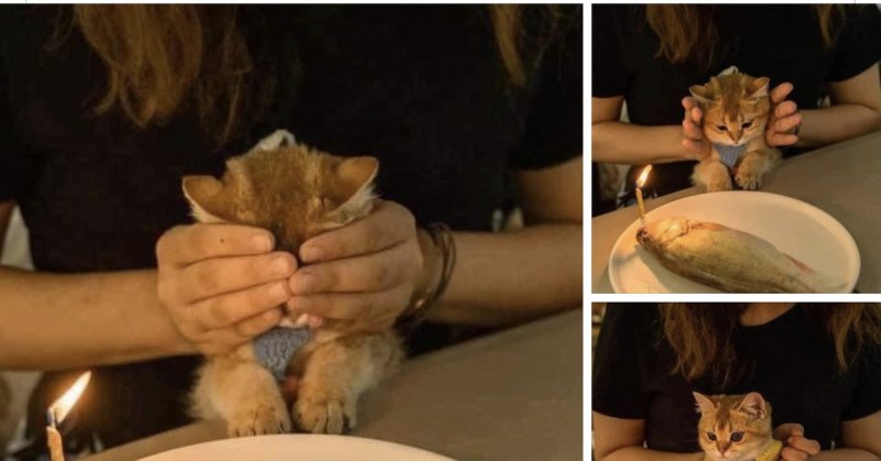 Мем с котами и рыбой