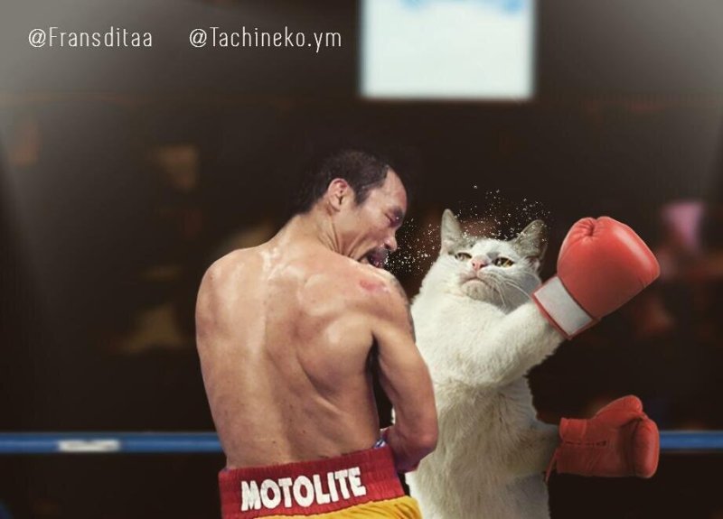 Боксёрский кот