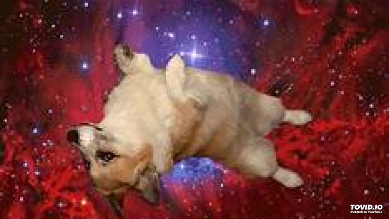 Космическая собака