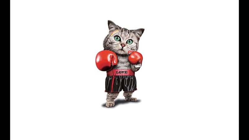Котик с боксерскими перчатками