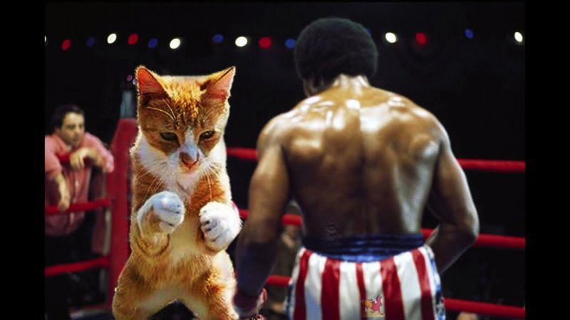 Коты боксеры