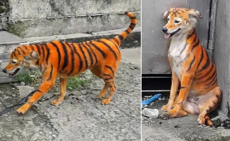 Разрисовали собаку под тигра