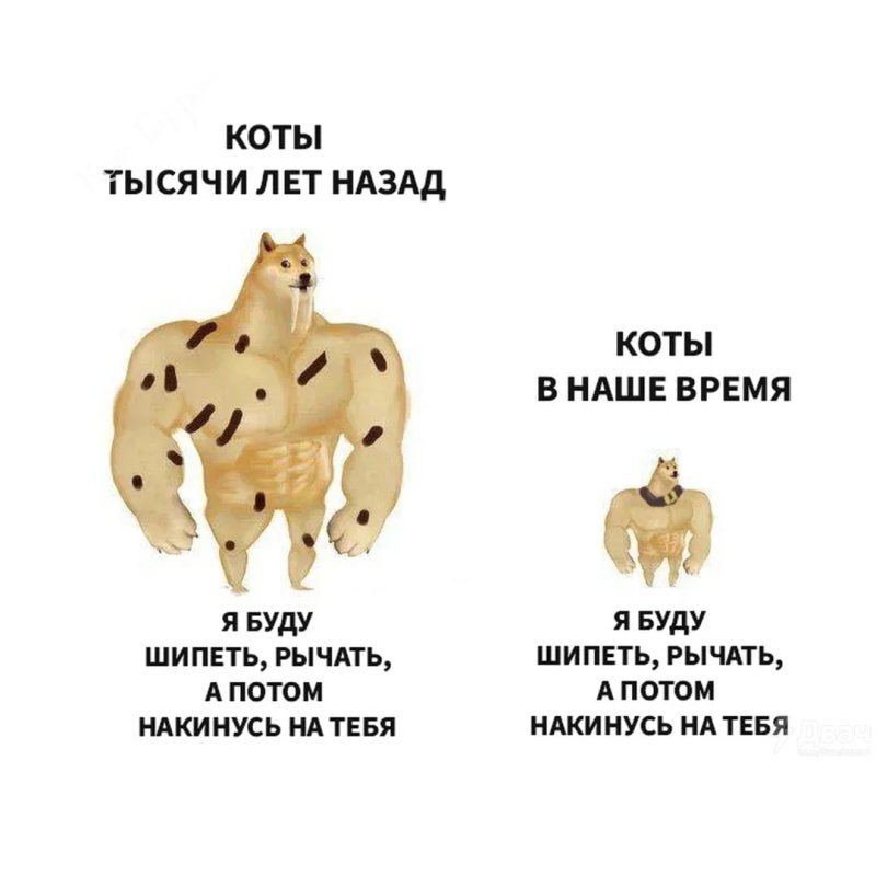 Коты раньше коты сейчас