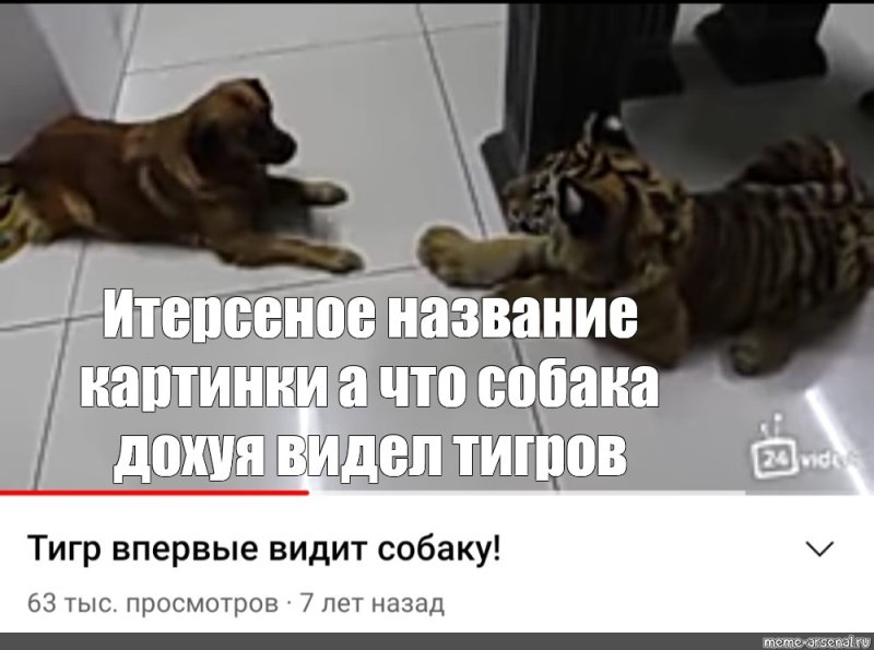 Тигр впервые видит собаку Мем