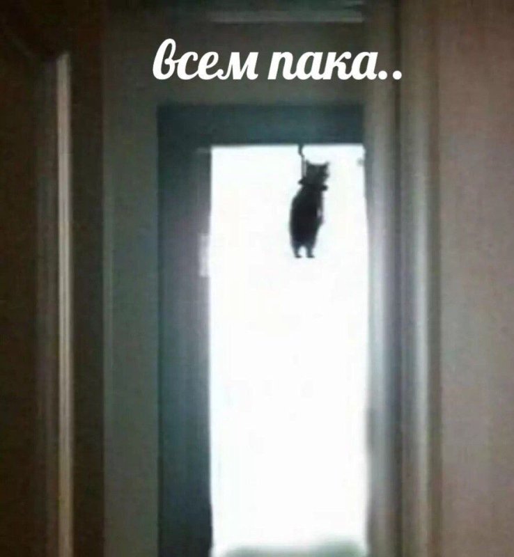 Кот повесился в дверном проёме