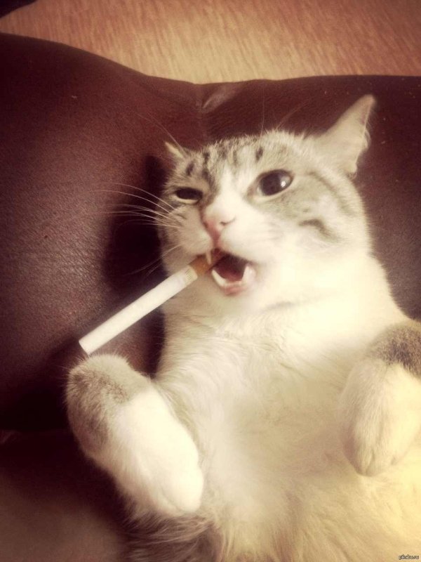 Крутой кот курит