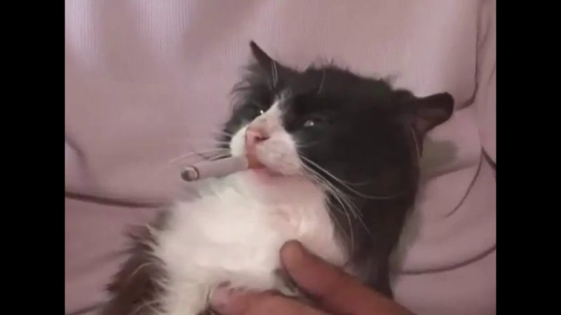 Кот с сигаретой Мем