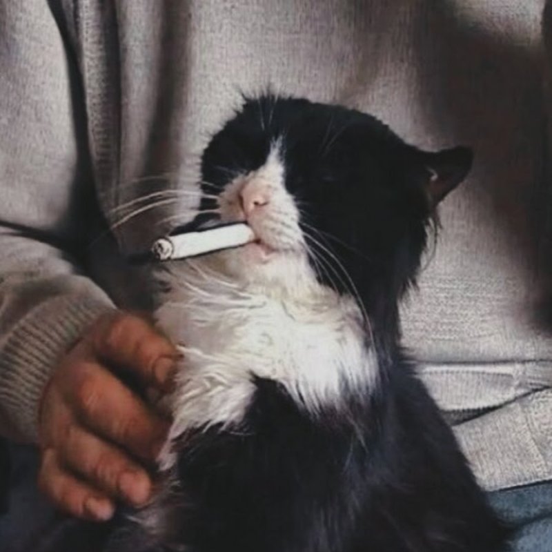 Кошка с сигаретой