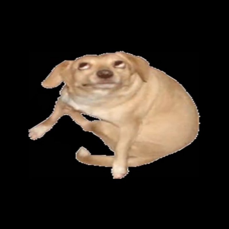 Собака флексит