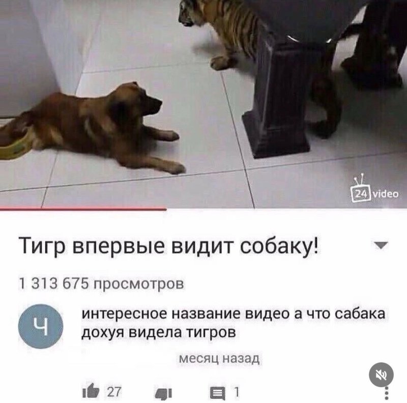 Про тигра и собаку