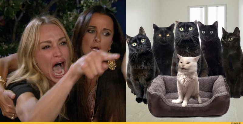 2 Женщины и кот