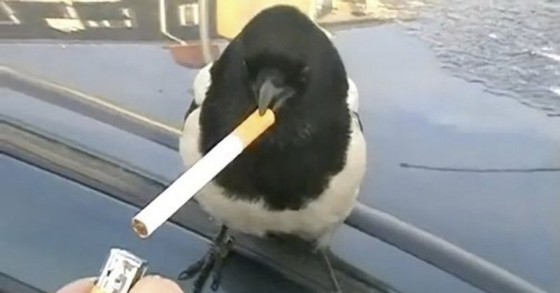 Птица с сигаретой