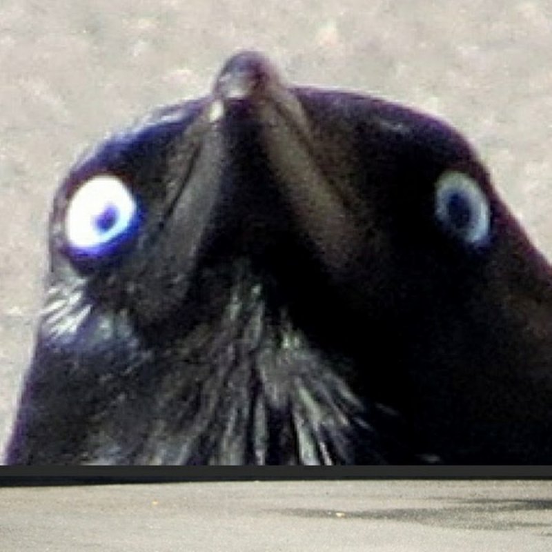 Ворон морда