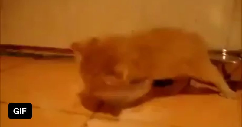 Гифка кот в молоке