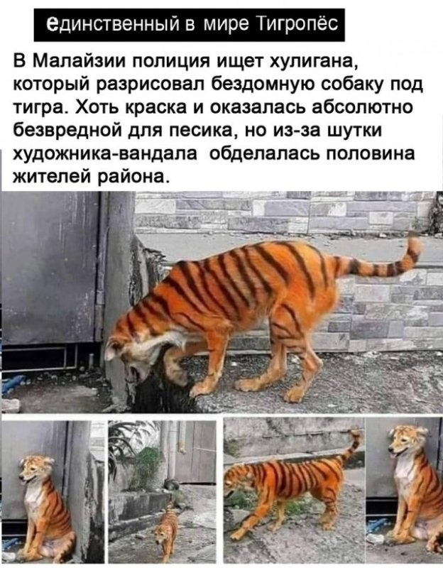 Собаку разрисовали в тигра