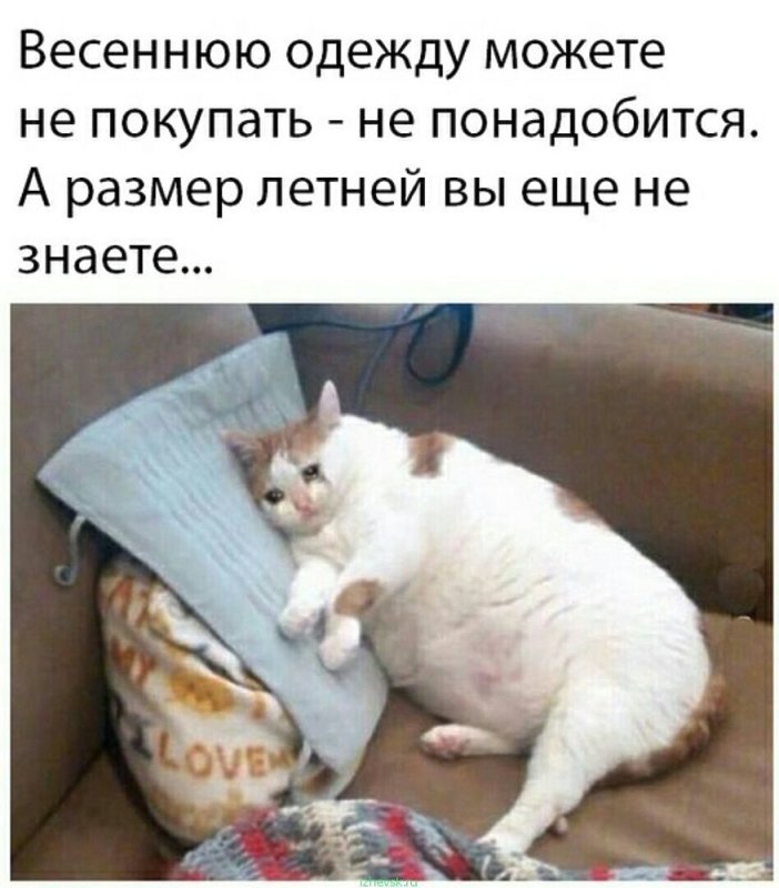 Пухлые коты мемы