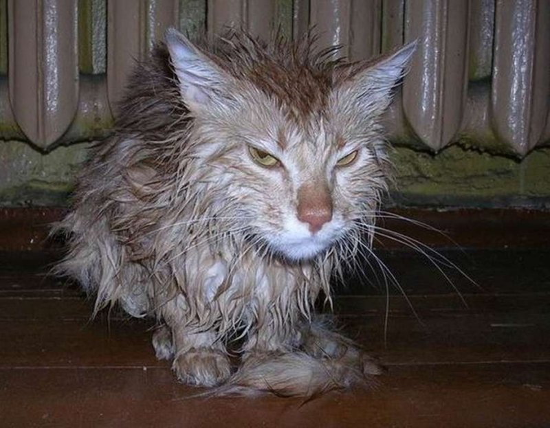 Старый облезлый кот